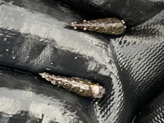 Terebridae
