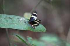 Heliconius pachinus