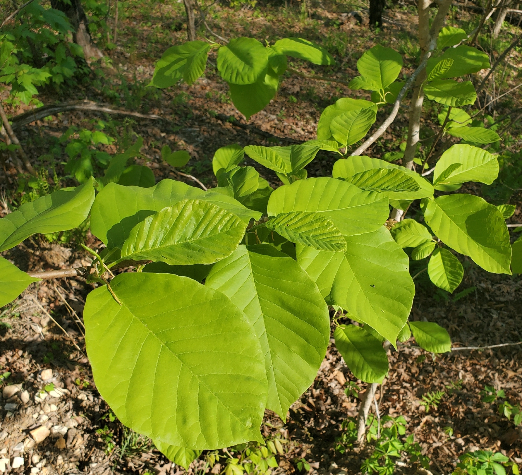 Cucumber Magnolia (Magnolia acuminata)