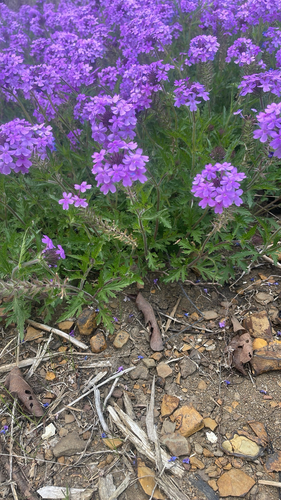 rose vervain (Glandularia canadensis)
