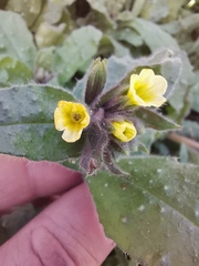 Nonea lutea