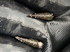 Terebridae