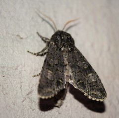 Copivaleria grotei