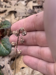 Pyrola americana