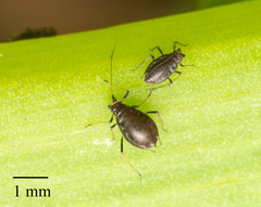 Neotoxoptera formosana