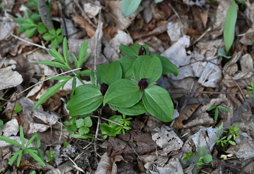 toadshade (Trillium sessile)