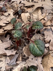 Pyrola americana