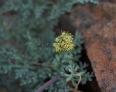 Lomatium observatorium