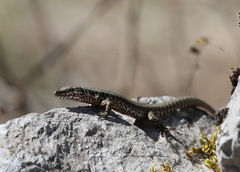 Podarcis muralis maculiventris