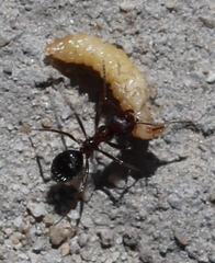 Pheidole tenuinodis