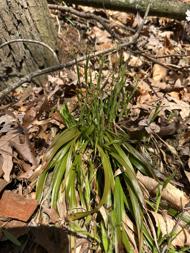 hairy woodrush (Luzula acuminata)