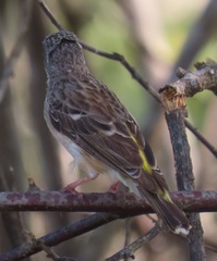 Crithagra citrinipectus