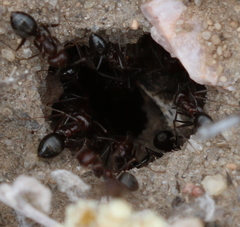 Pheidole tenuinodis