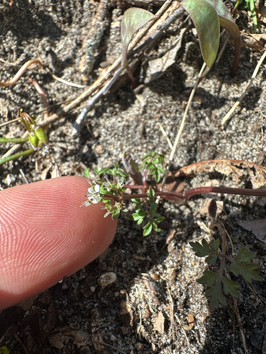 harbinger of spring (Erigenia bulbosa)