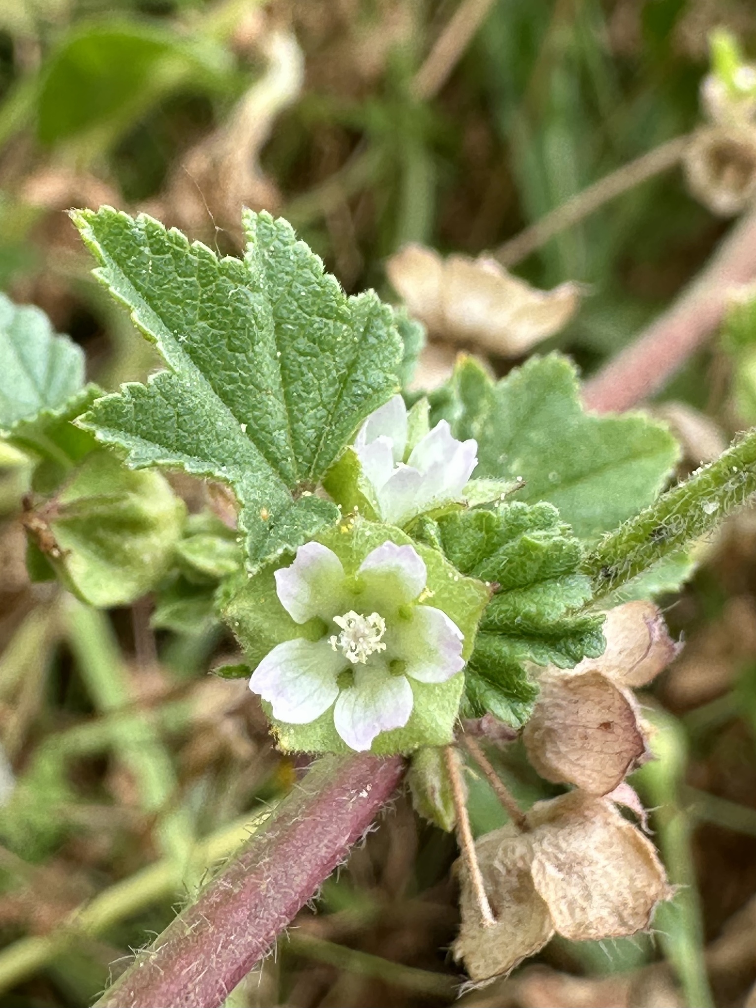 Cheeseweed Mallow (Malva parviflora)