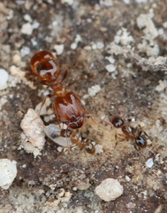 Pheidole tenuinodis