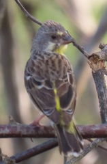 Crithagra citrinipectus