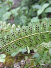 Polystichum montevidense