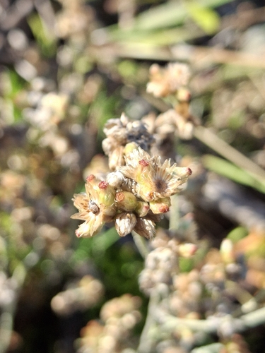 Jersey Cudweed (Pseudognaphalium luteoalbum)