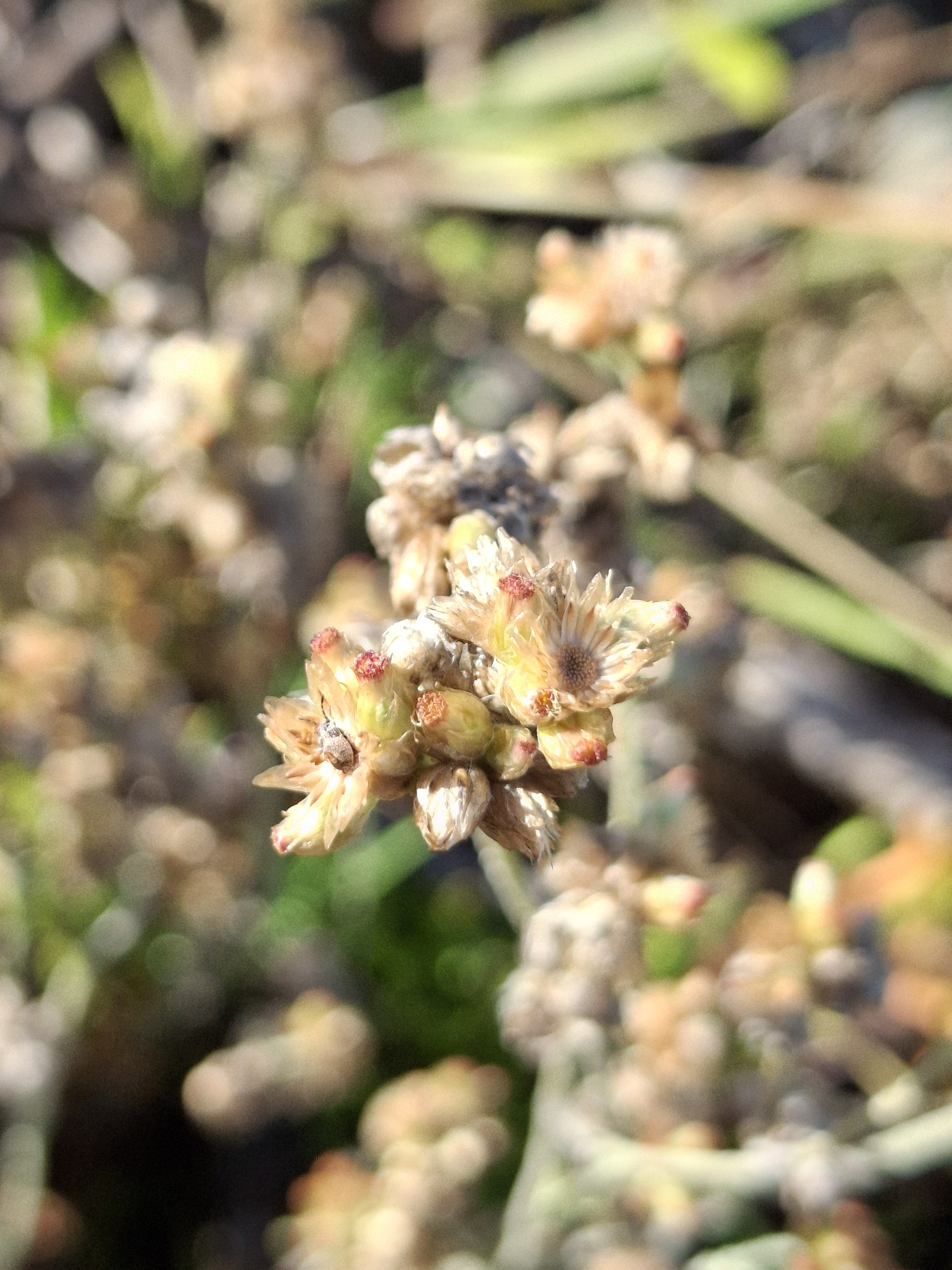 Jersey Cudweed (Pseudognaphalium luteoalbum)