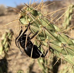 Moneilema semipunctatum