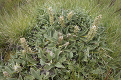 Salix petrophila