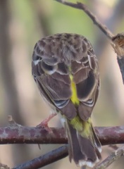Crithagra citrinipectus