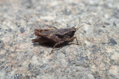 Loxilobus celebensis