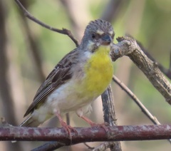 Crithagra citrinipectus