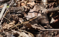 Podarcis muralis maculiventris