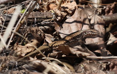 Podarcis muralis maculiventris
