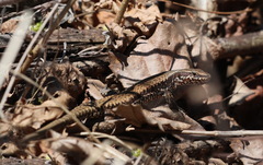 Podarcis muralis maculiventris