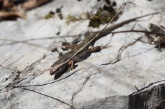 Podarcis muralis maculiventris