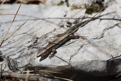 Podarcis muralis maculiventris