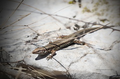 Podarcis muralis maculiventris