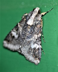 Melipotis famelica
