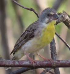 Crithagra citrinipectus