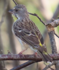 Crithagra citrinipectus