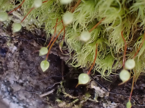 Common Apple-moss (Bartramia pomiformis)