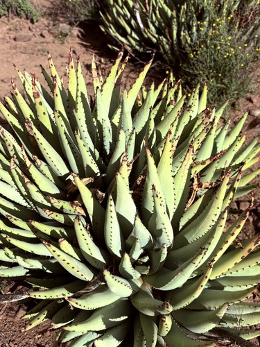 kraal aloe (Aloe claviflora)