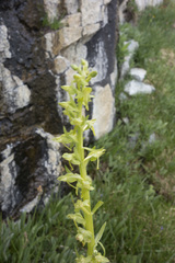 Platanthera sparsiflora