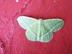 Dichorda illustraria