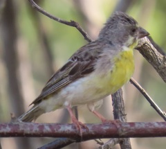 Crithagra citrinipectus