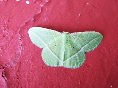 Dichorda illustraria