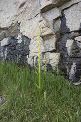 Platanthera sparsiflora