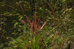 Tillandsia deppeana
