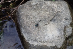 Diplacina sanguinolenta