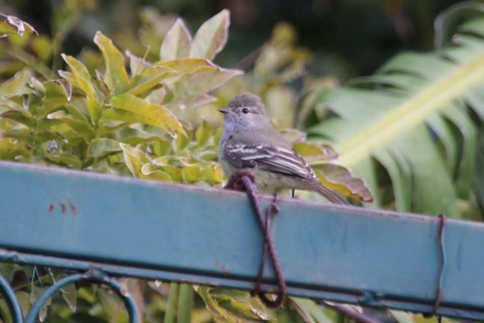 Southern Scrub Flycatcher (Sublegatus modestus), photo 8
