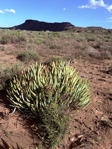 Aloe claviflora, photograph 2
