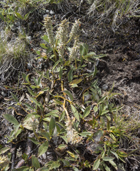 Salix petrophila